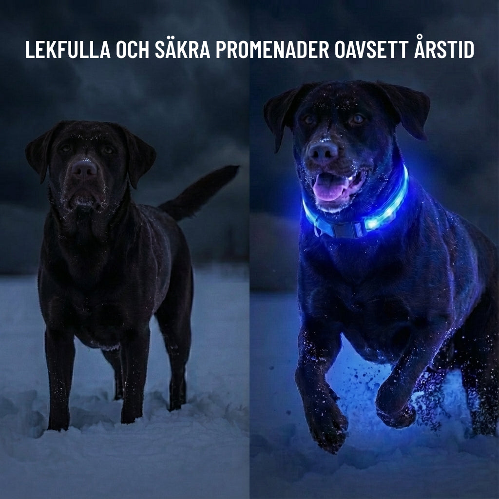 GLOWIE - LYSANDE HALSBAND FÖR PROMENADER UTAN ORO