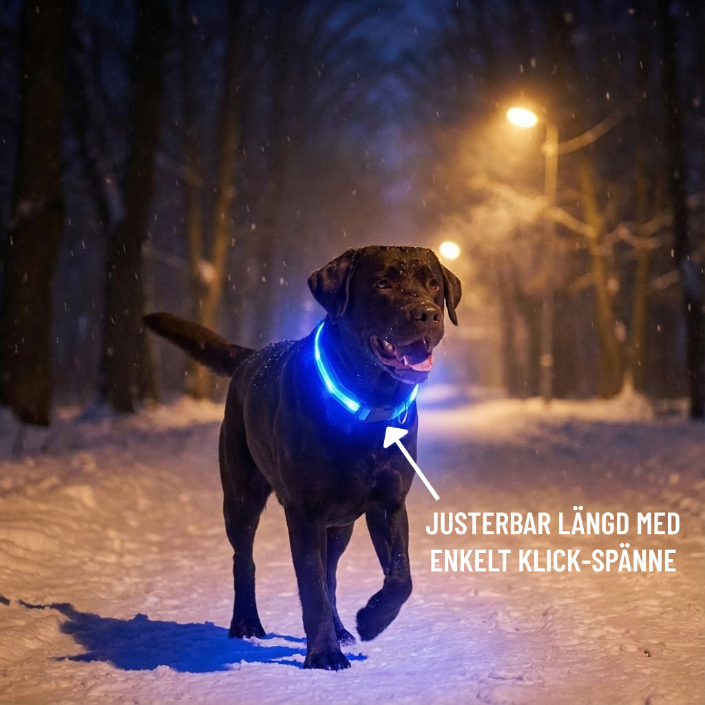 GLOWIE - LYSANDE HALSBAND FÖR PROMENADER UTAN ORO